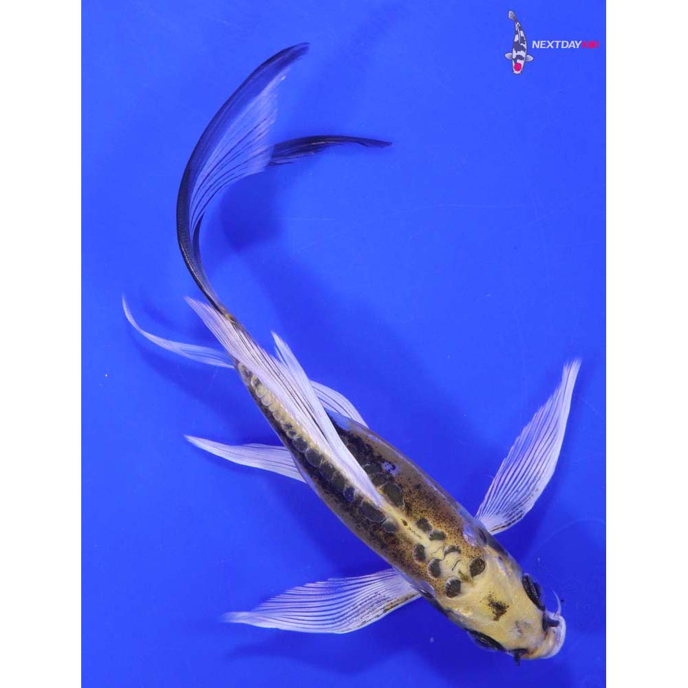 7” Imported Doitsu Kujaku Butterfly Koi