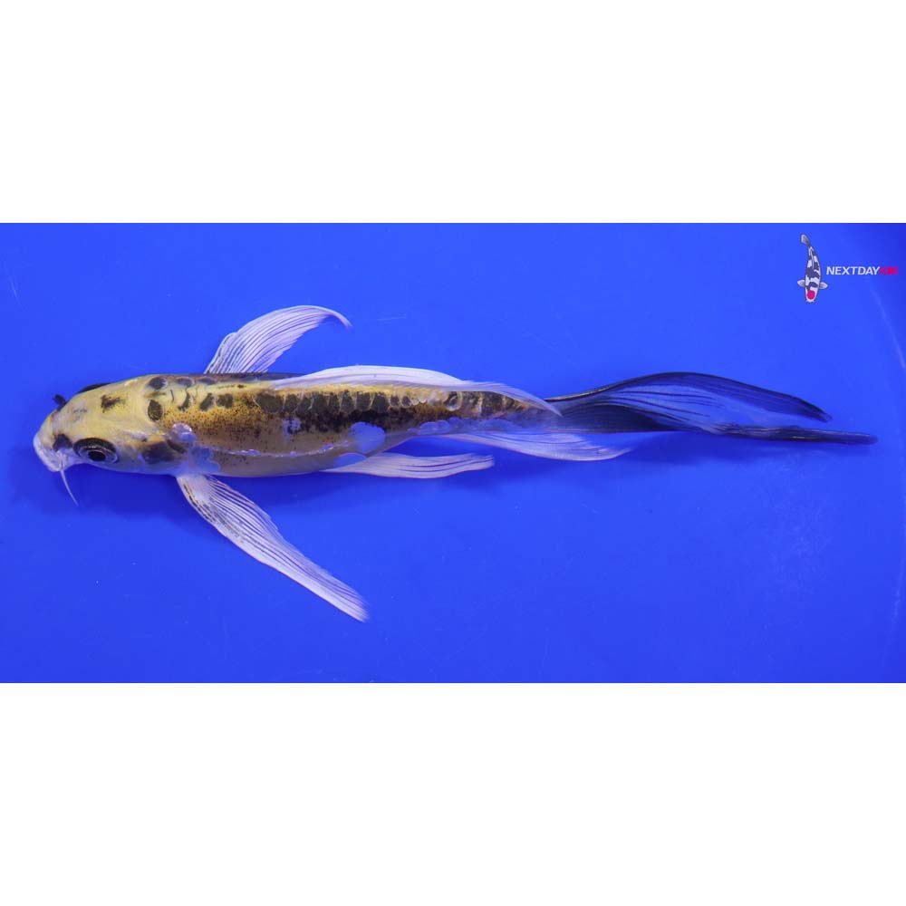 7” Imported Doitsu Kujaku Butterfly Koi