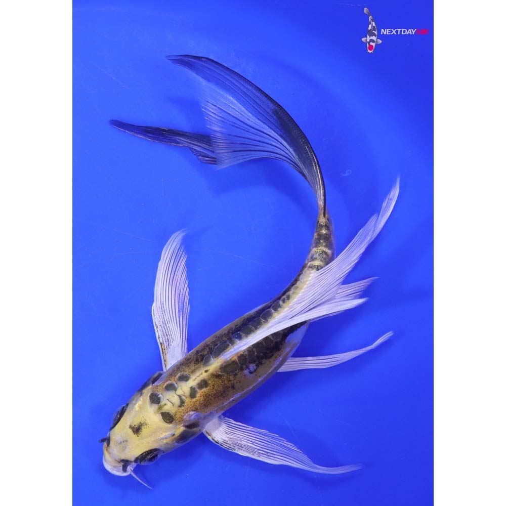 7” Imported Doitsu Kujaku Butterfly Koi