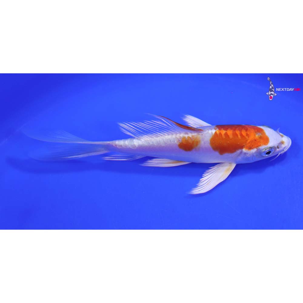 5.5” Imported Kikusui Butterfly Koi