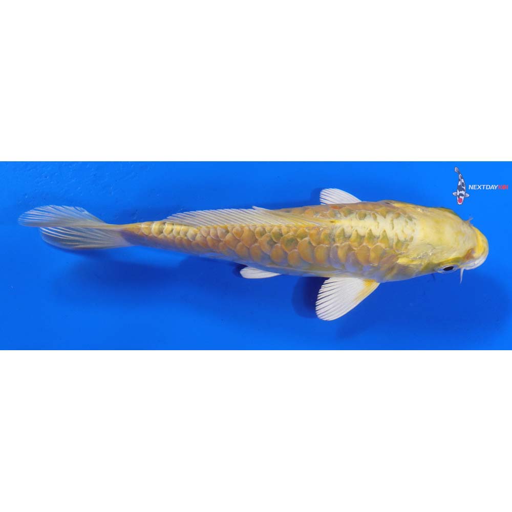 6” Imported Armor Scaled Yamabuki Ogon