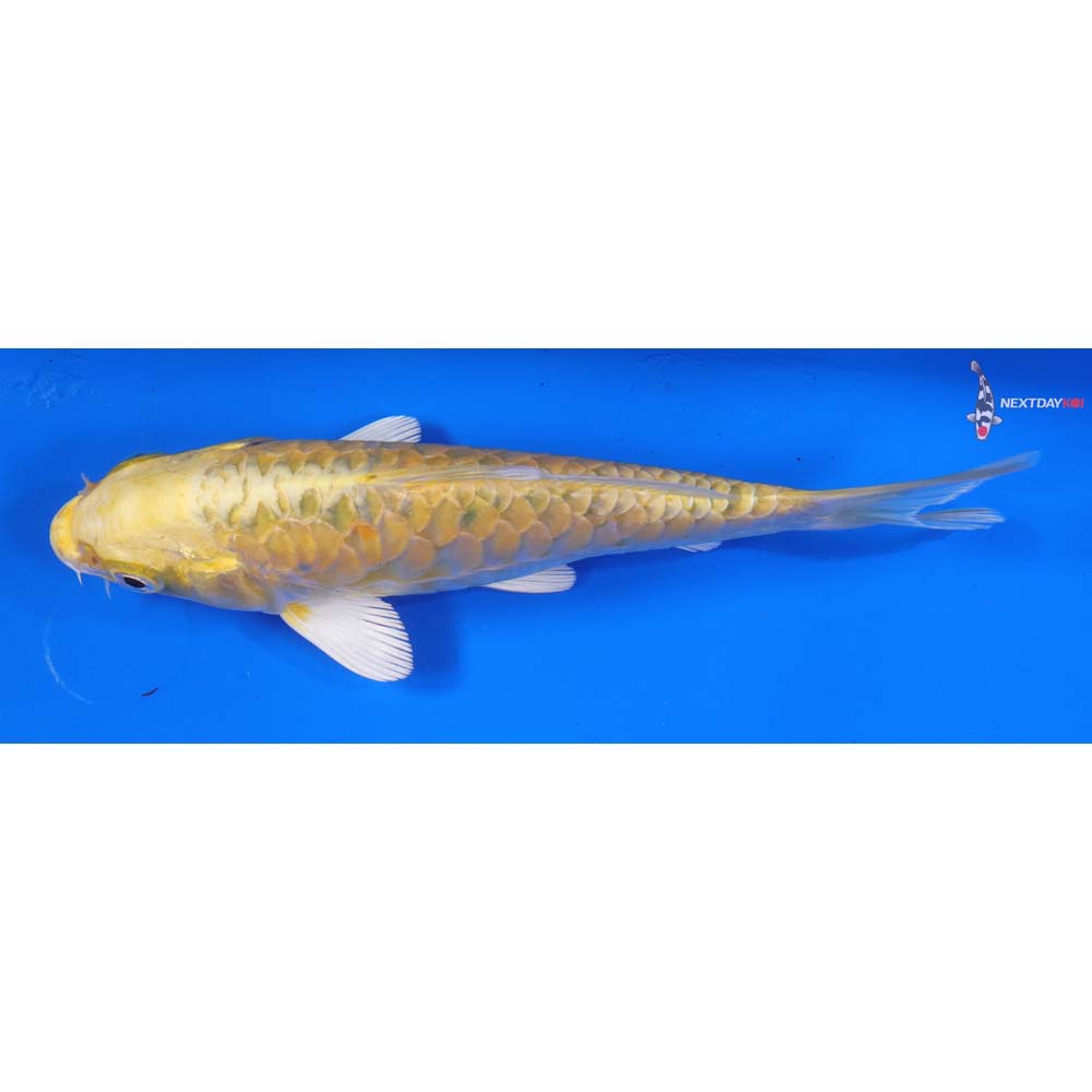 6” Imported Armor Scaled Yamabuki Ogon