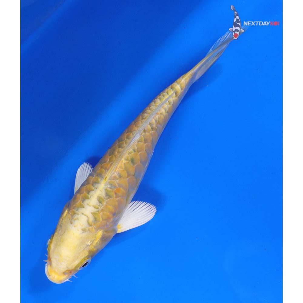 6” Imported Armor Scaled Yamabuki Ogon