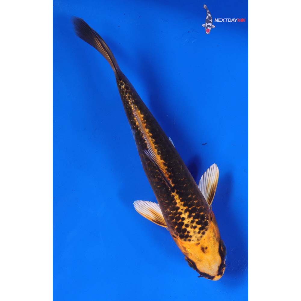 6” Imported Kujaku