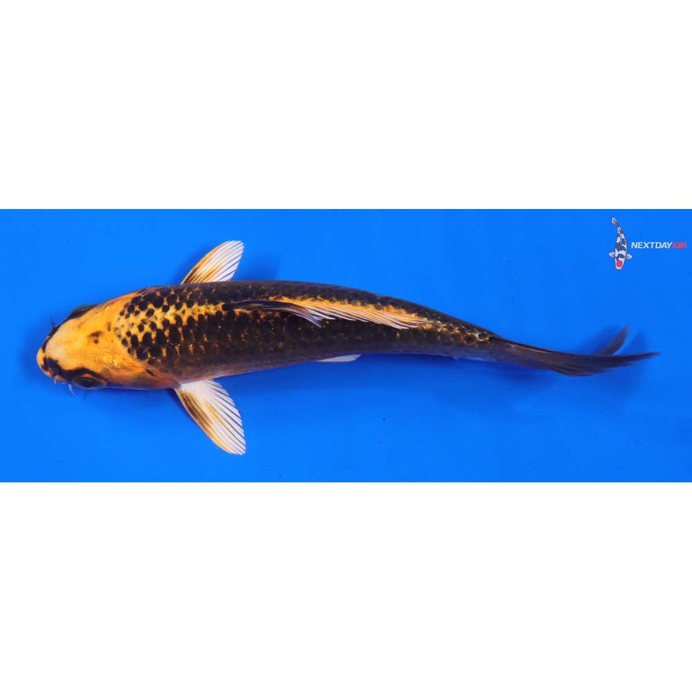 6” Imported Kujaku