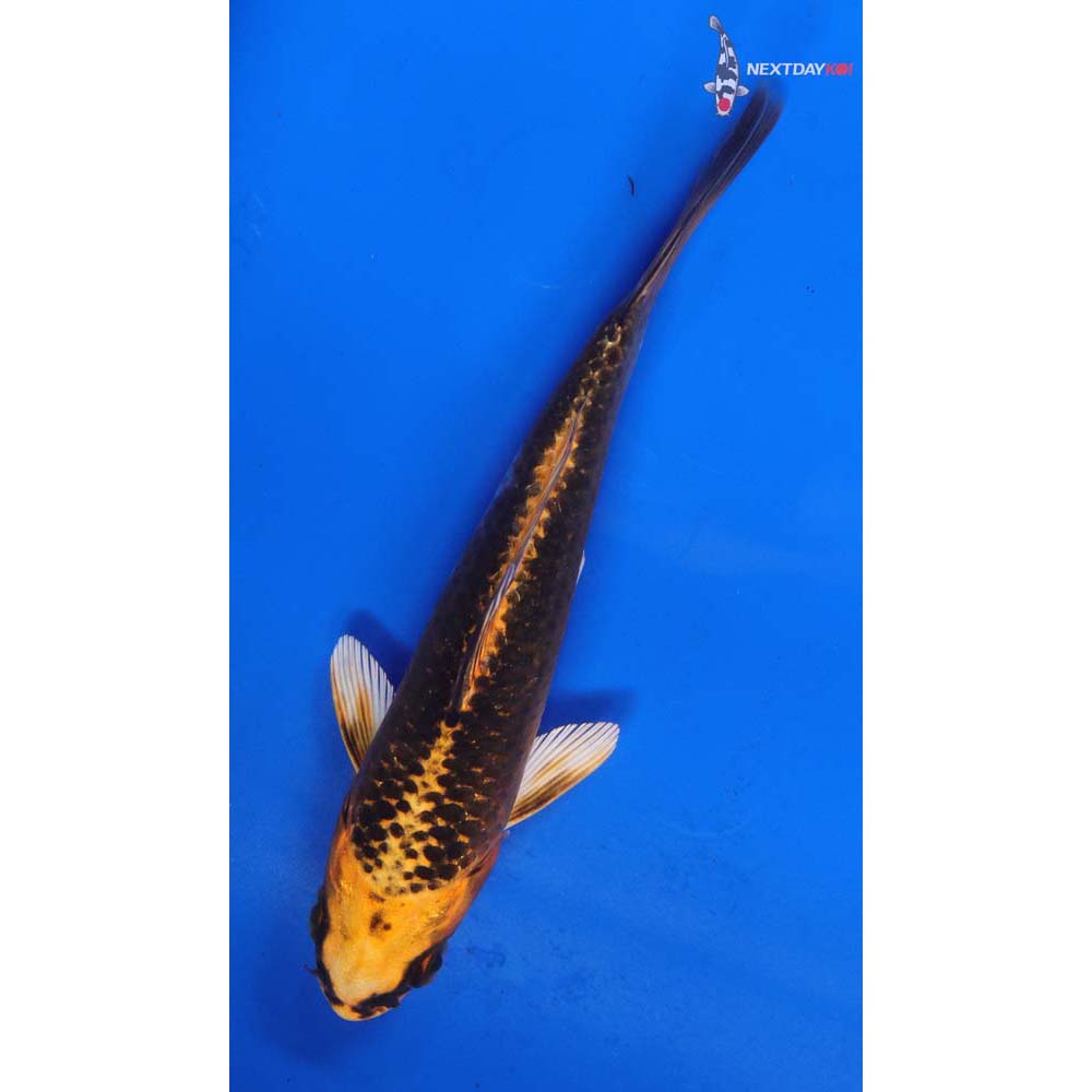 6” Imported Kujaku