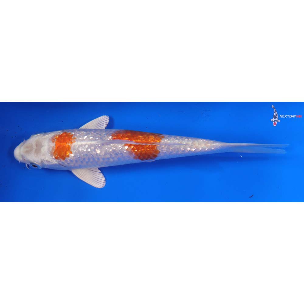 6.5” Imported Gin Rin Hariwake