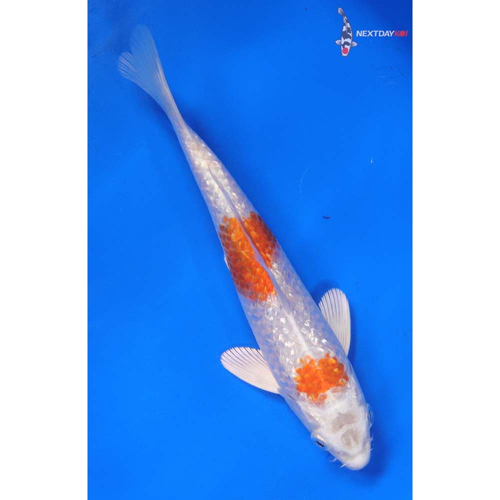 6.5” Imported Gin Rin Hariwake