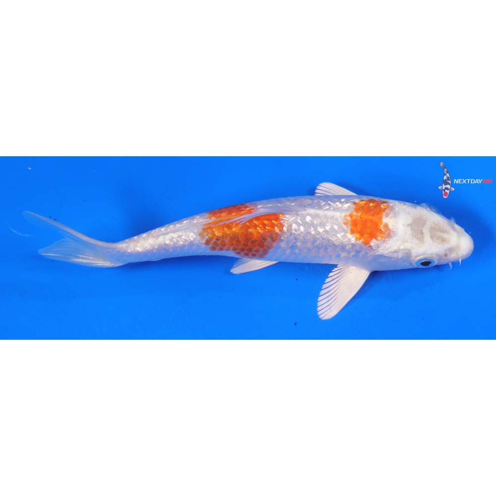 6.5” Imported Gin Rin Hariwake