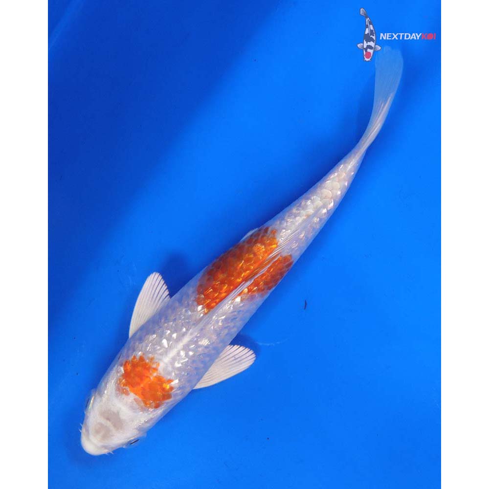 6.5” Imported Gin Rin Hariwake