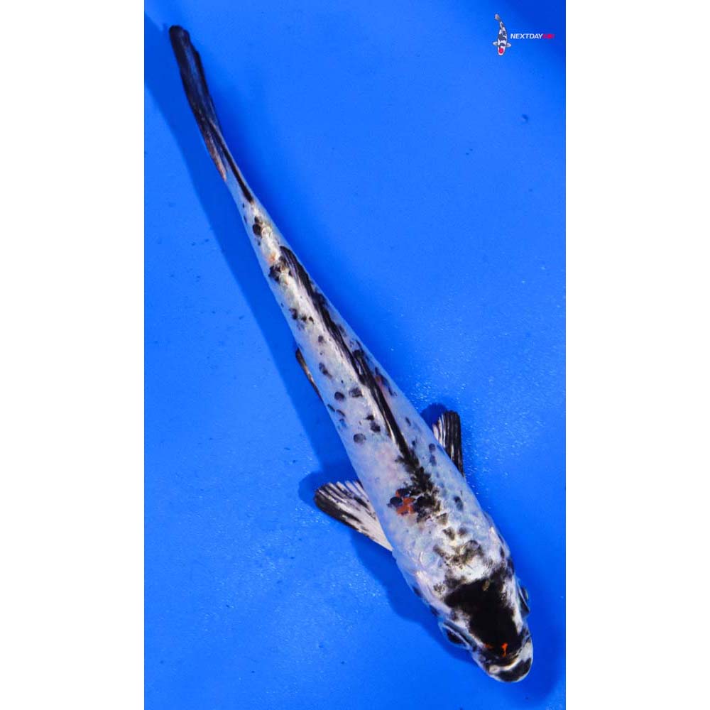 5” Imported Yamato Nishiki