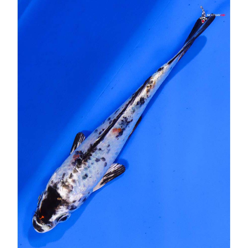 5” Imported Yamato Nishiki