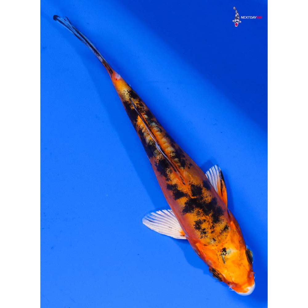 5” Imported Heisei Nishiki