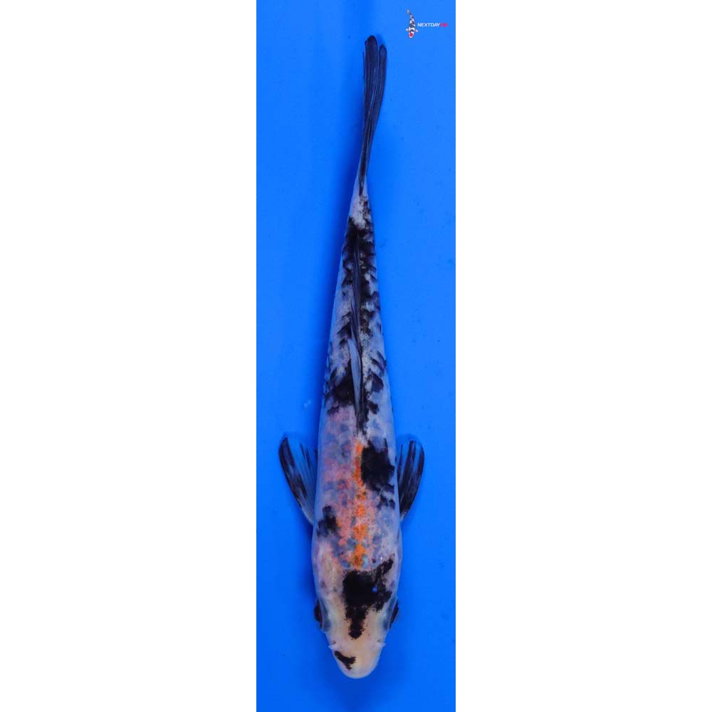 5.5” Imported Armor Scaled Showa