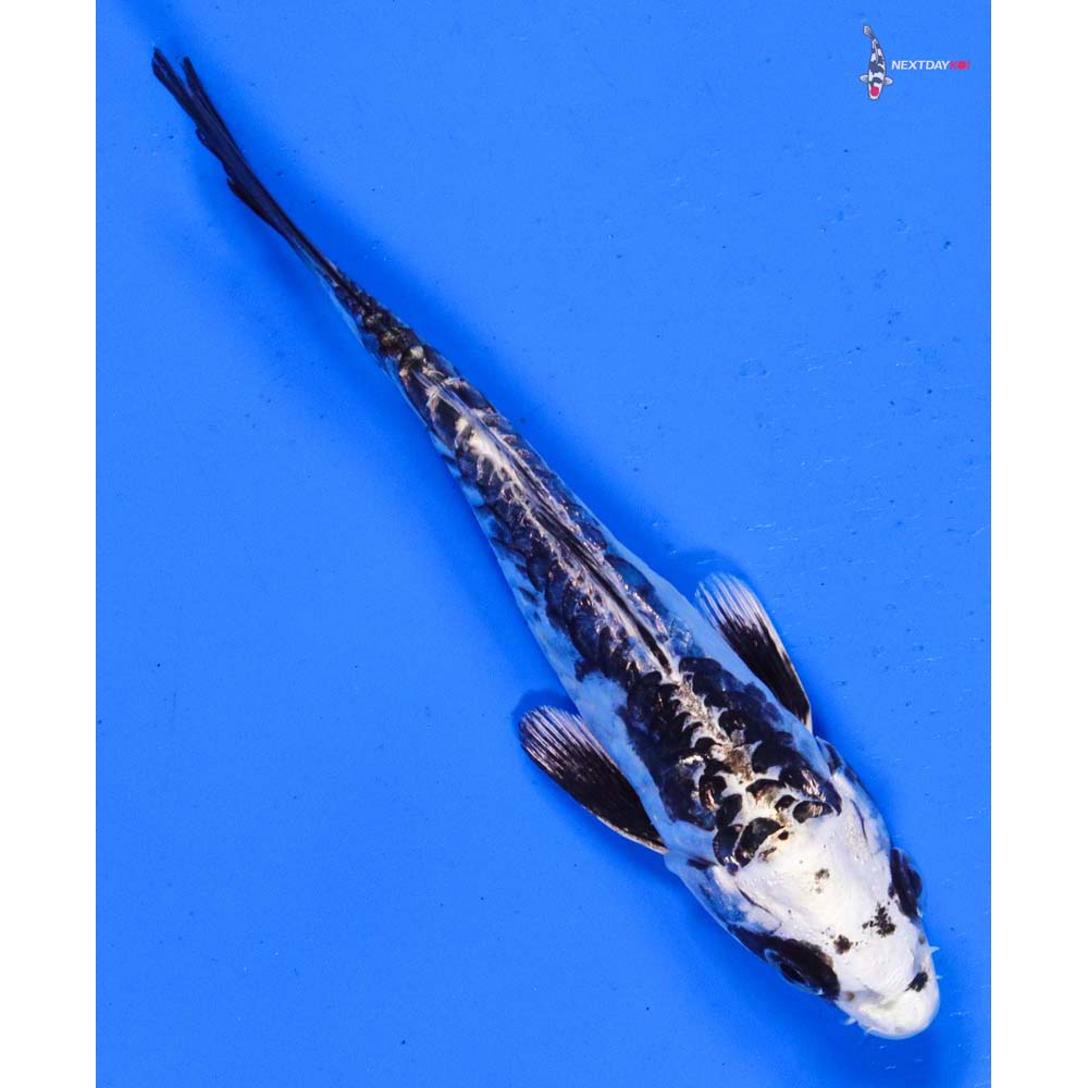 5” Imported Doitsu Gin Matsuba