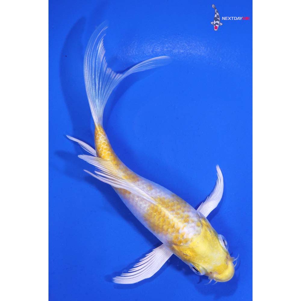 4.5” Imported Lemon Hariwake Butterfly Koi
