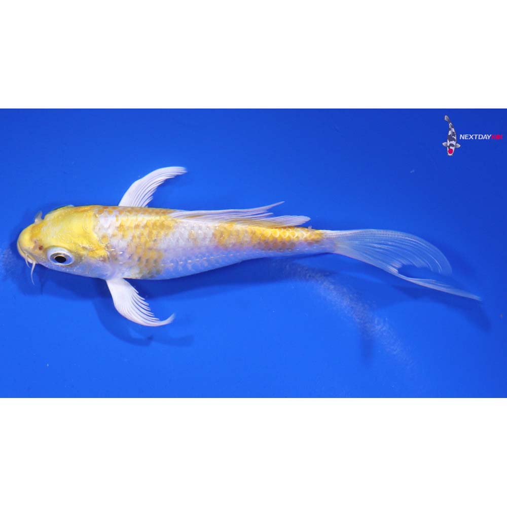 4.5” Imported Lemon Hariwake Butterfly Koi