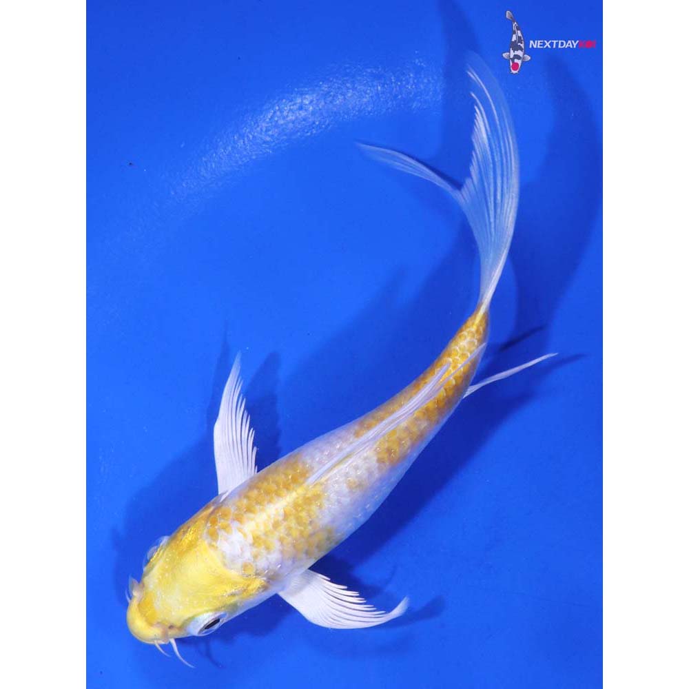 4.5” Imported Lemon Hariwake Butterfly Koi