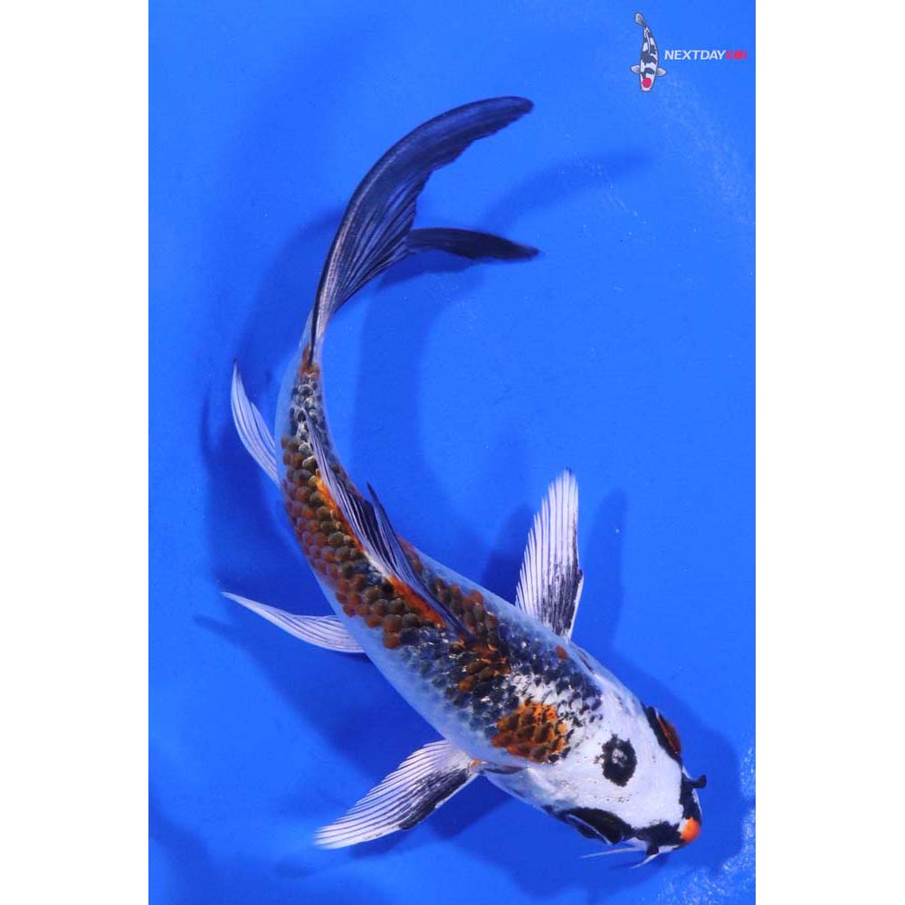4.5” Imported Kujaku Butterfly Koi