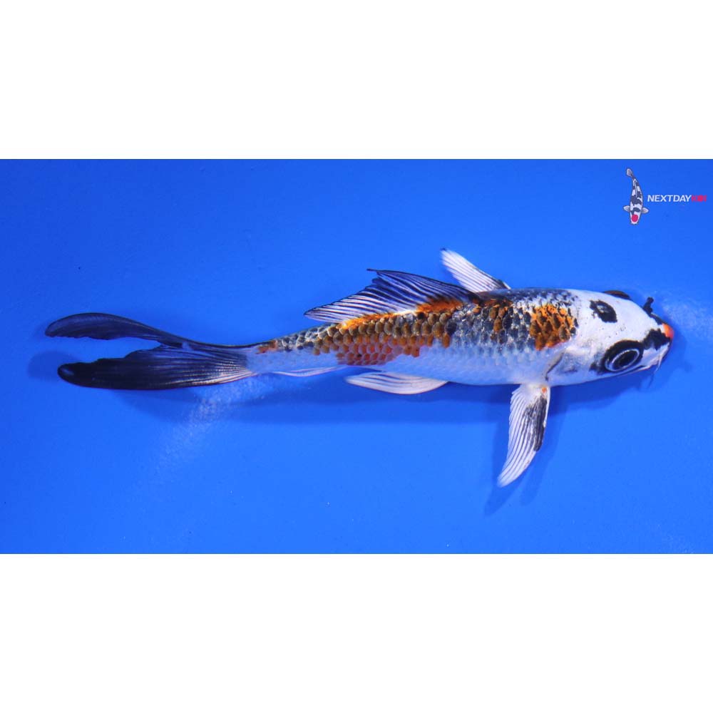 4.5” Imported Kujaku Butterfly Koi