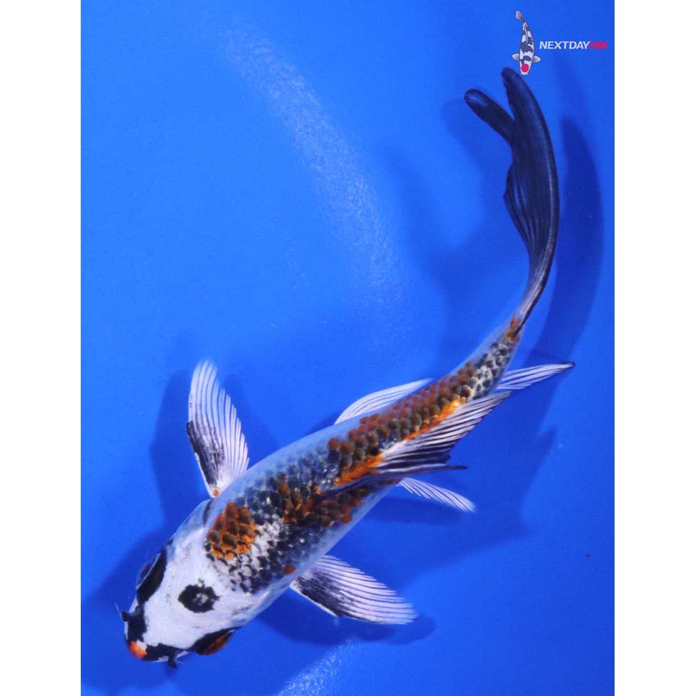 4.5” Imported Kujaku Butterfly Koi