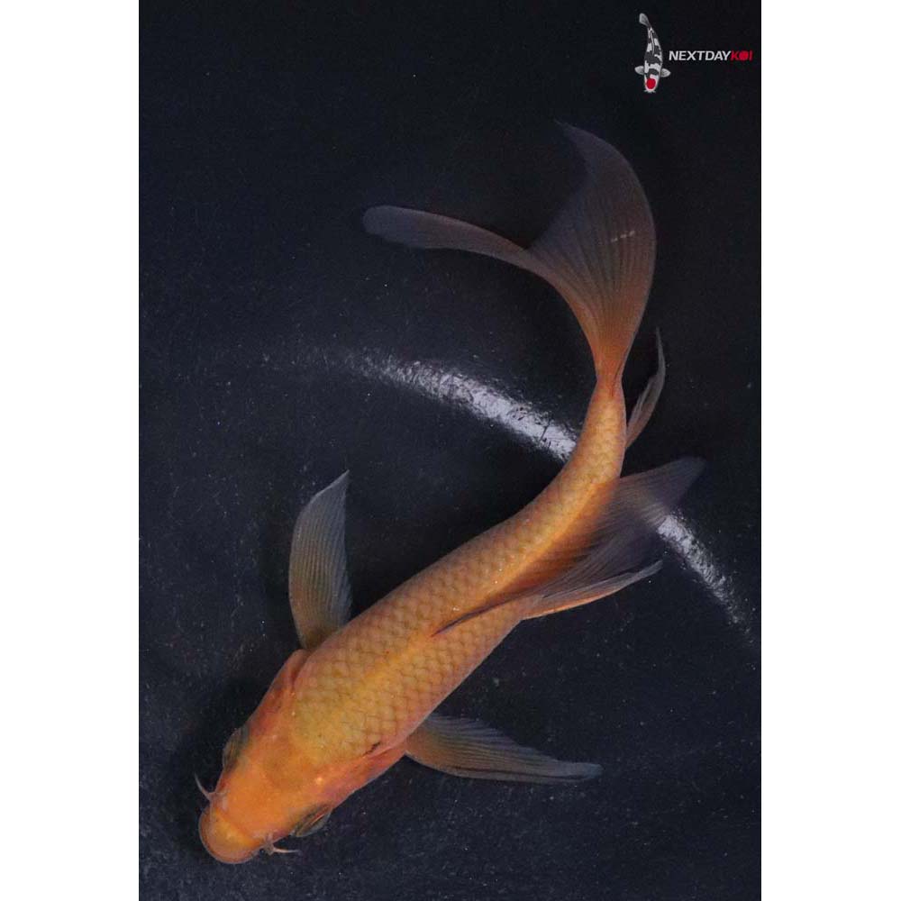 4.5” Imported Chagoi Butterfly Koi