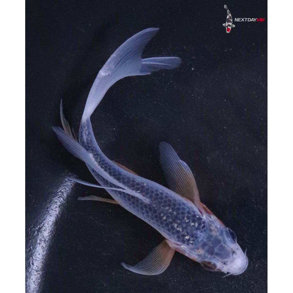 4.5” Imported Asagi Butterfly Koi