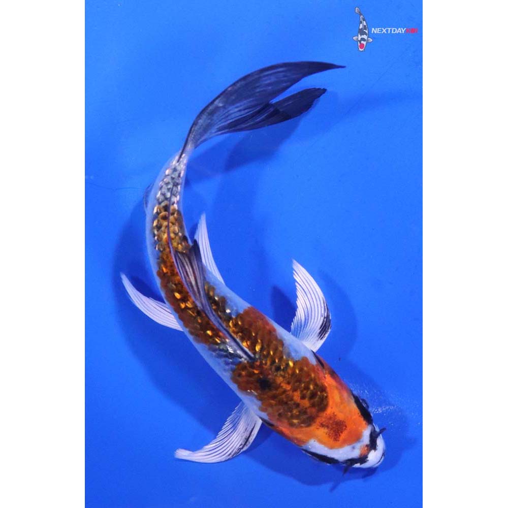 4.5” Imported Gin Rin Kujaku Butterfly Koi