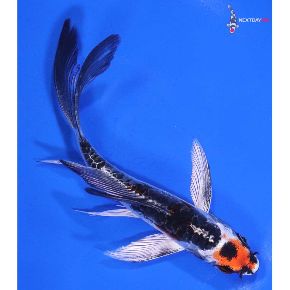 5” Imported Kin Kikokuryu Butterfly Koi
