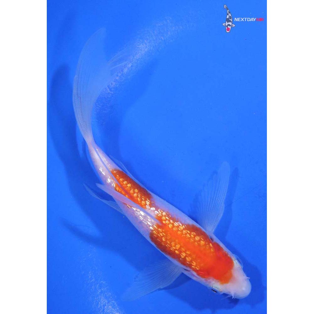 5” Imported Gin Rin Kohaku Butterfly Koi