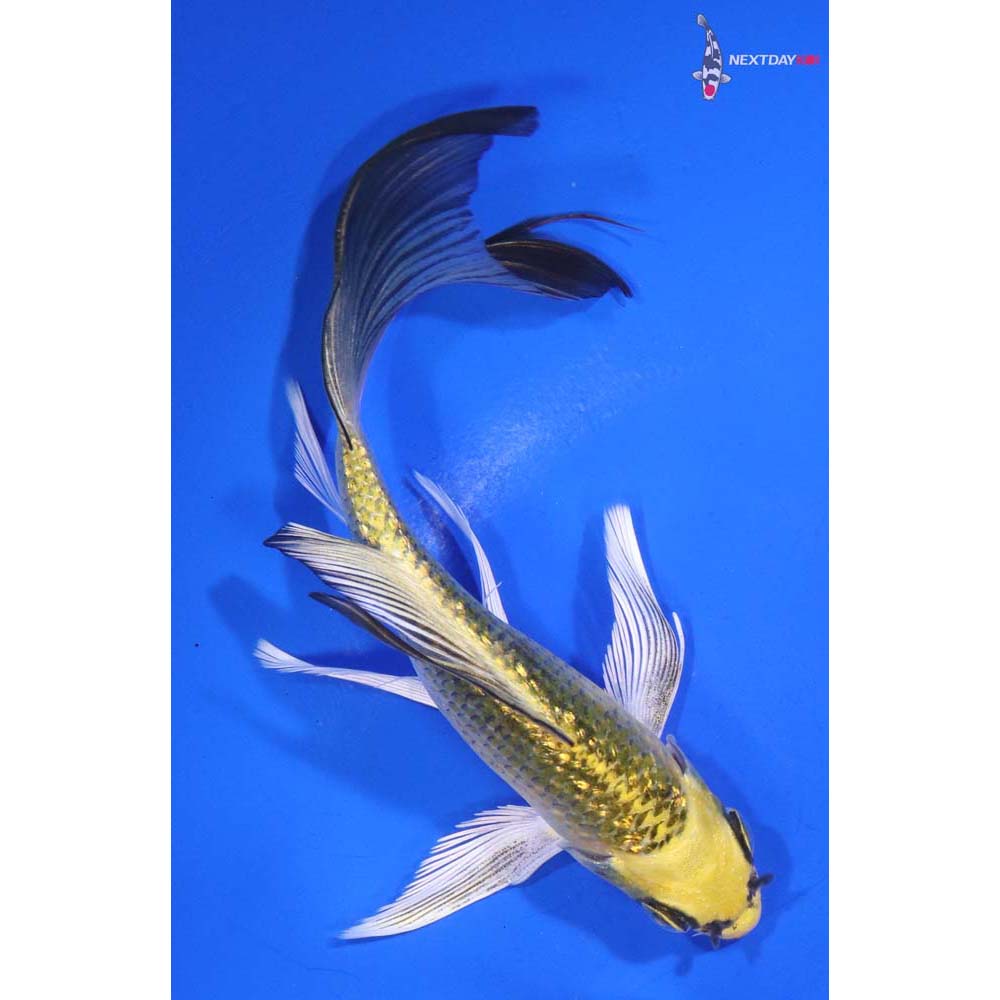 5” Imported Gin Rin Ki Matsuba Butterfly Koi