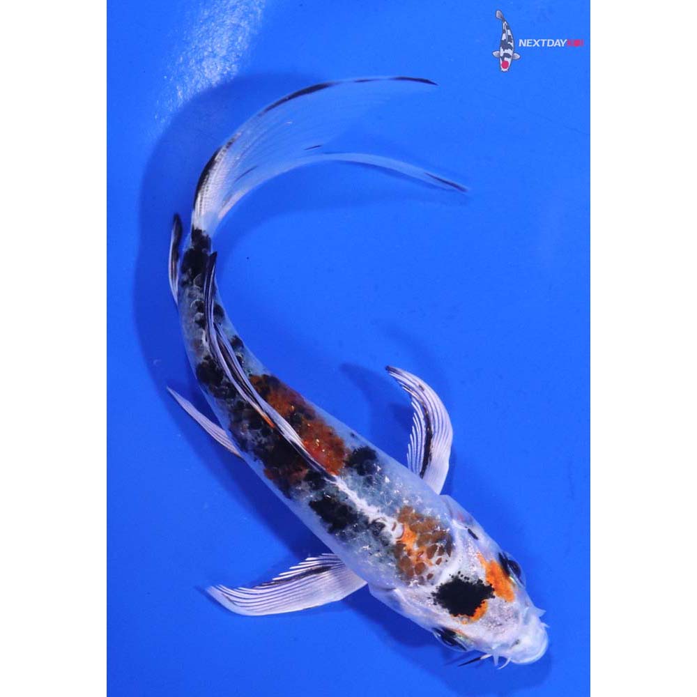 5” Imported Yamato Nishiki Butterfly Koi