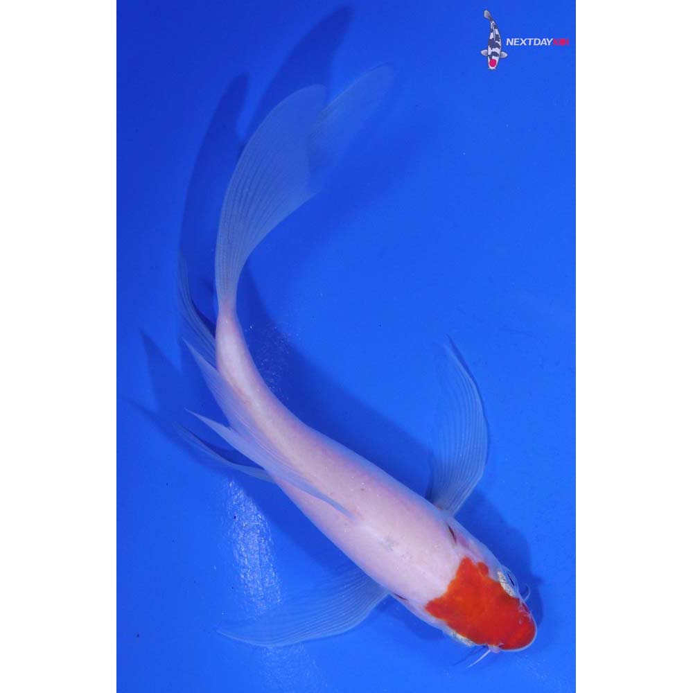 5” Imported Kohaku Butterfly Koi