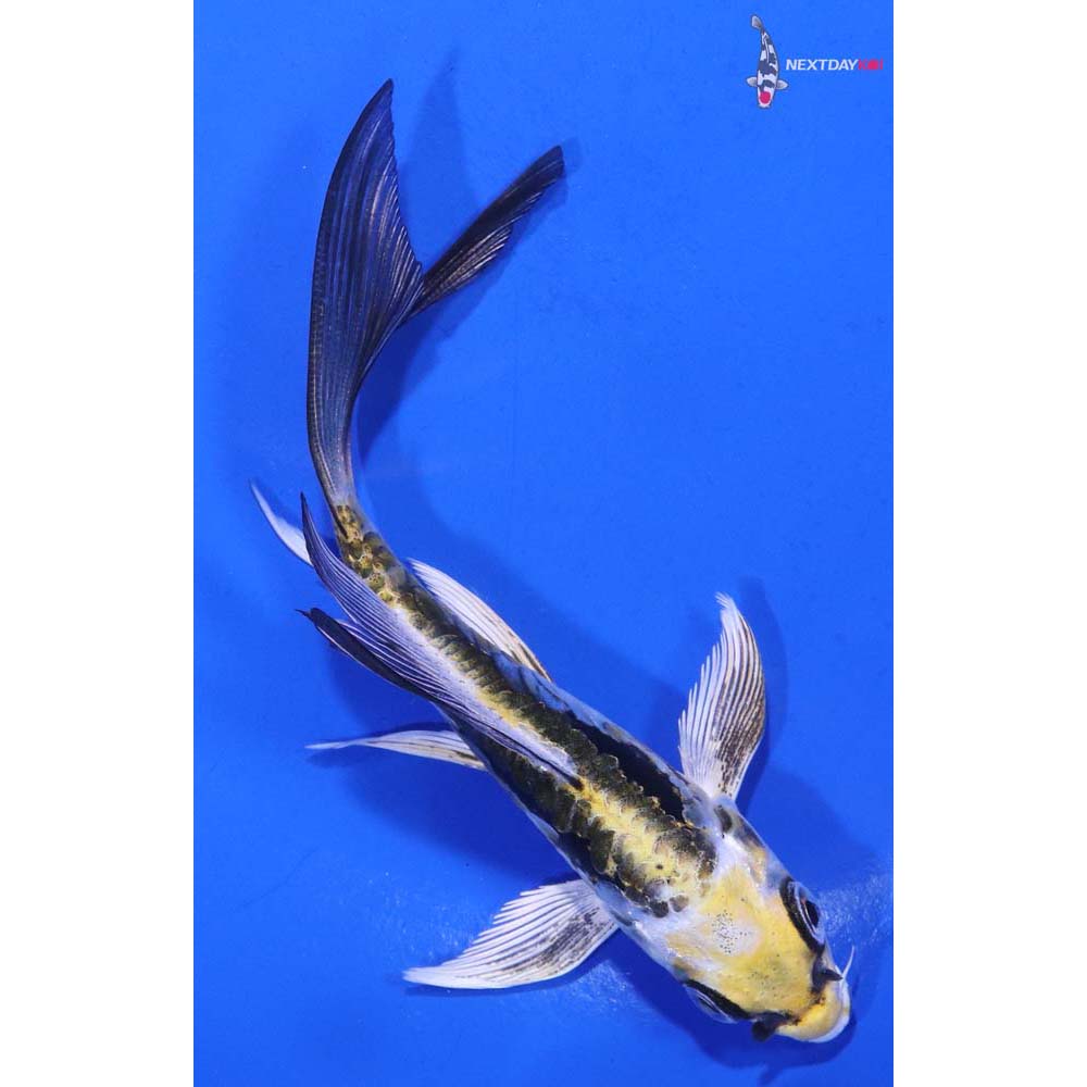 4.5” Imported Kin Kikokuryu Butterfly Koi