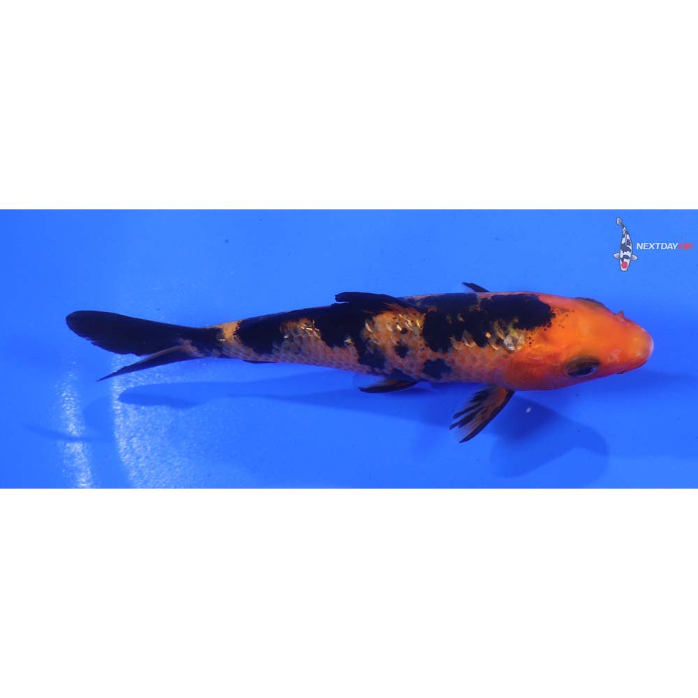 4” Imported Aka Bekko