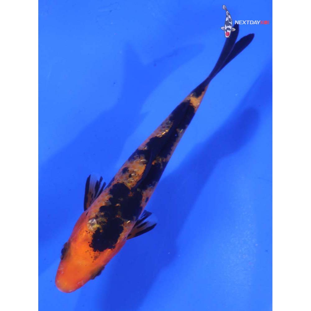 4” Imported Aka Bekko