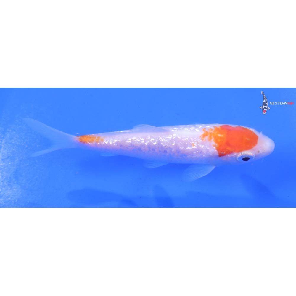 4” Imported Gin Rin Kohaku