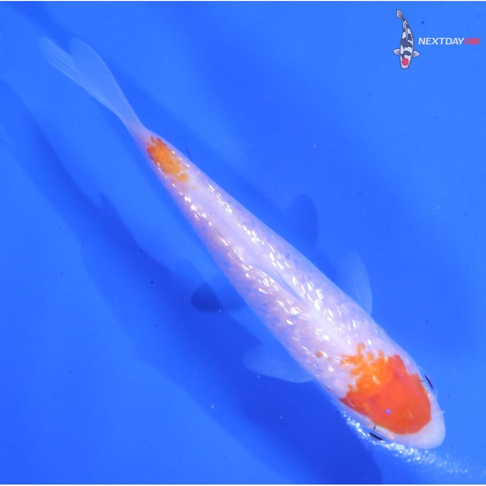4” Imported Gin Rin Kohaku