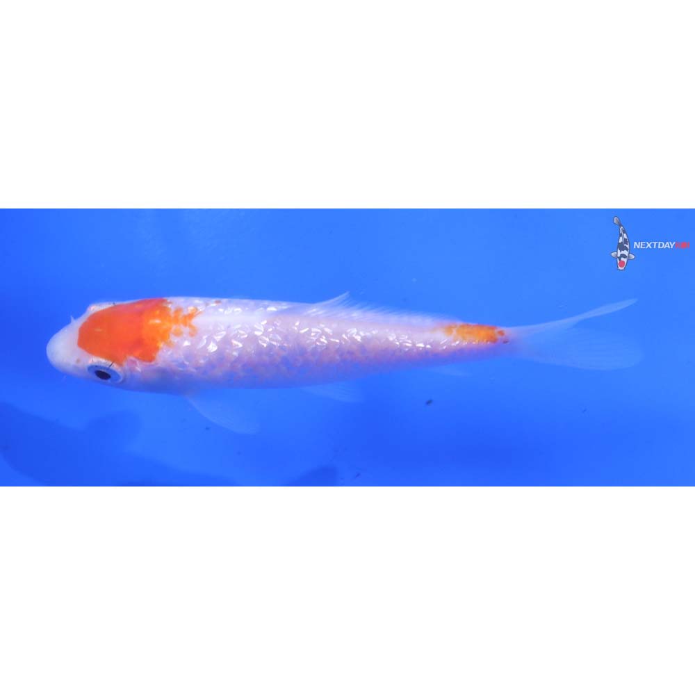 4” Imported Gin Rin Kohaku