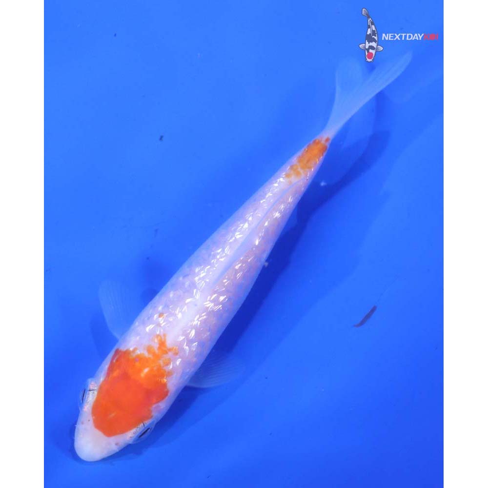 4” Imported Gin Rin Kohaku