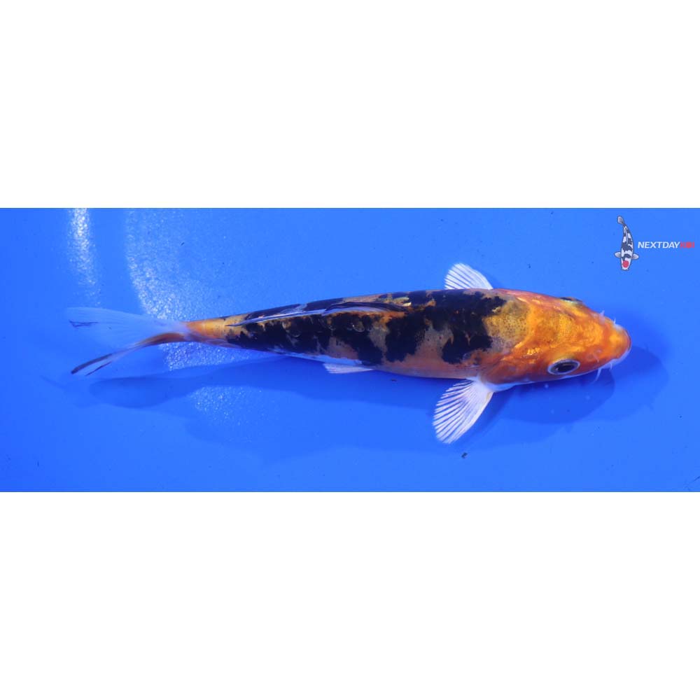 4” Imported Heisei Nishiki