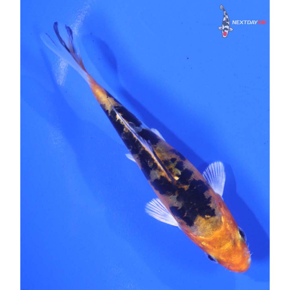 4” Imported Heisei Nishiki