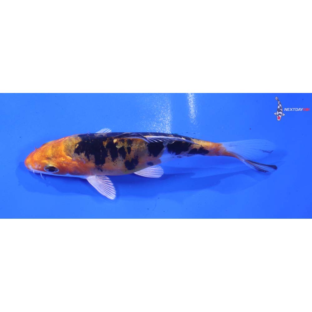 4” Imported Heisei Nishiki