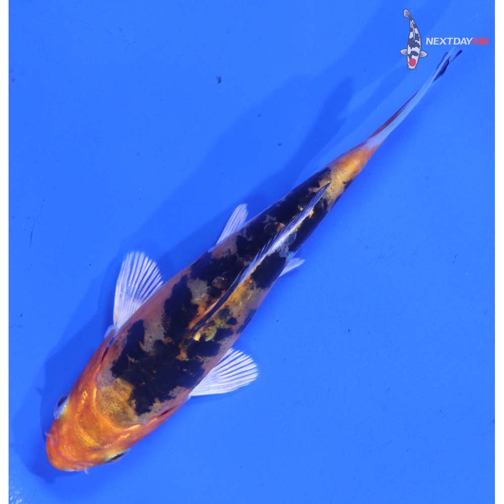 4” Imported Heisei Nishiki