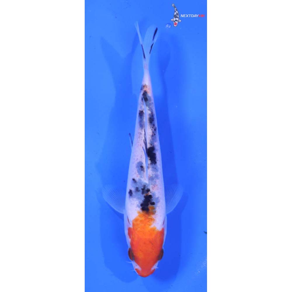 4.5” Imported Sanke