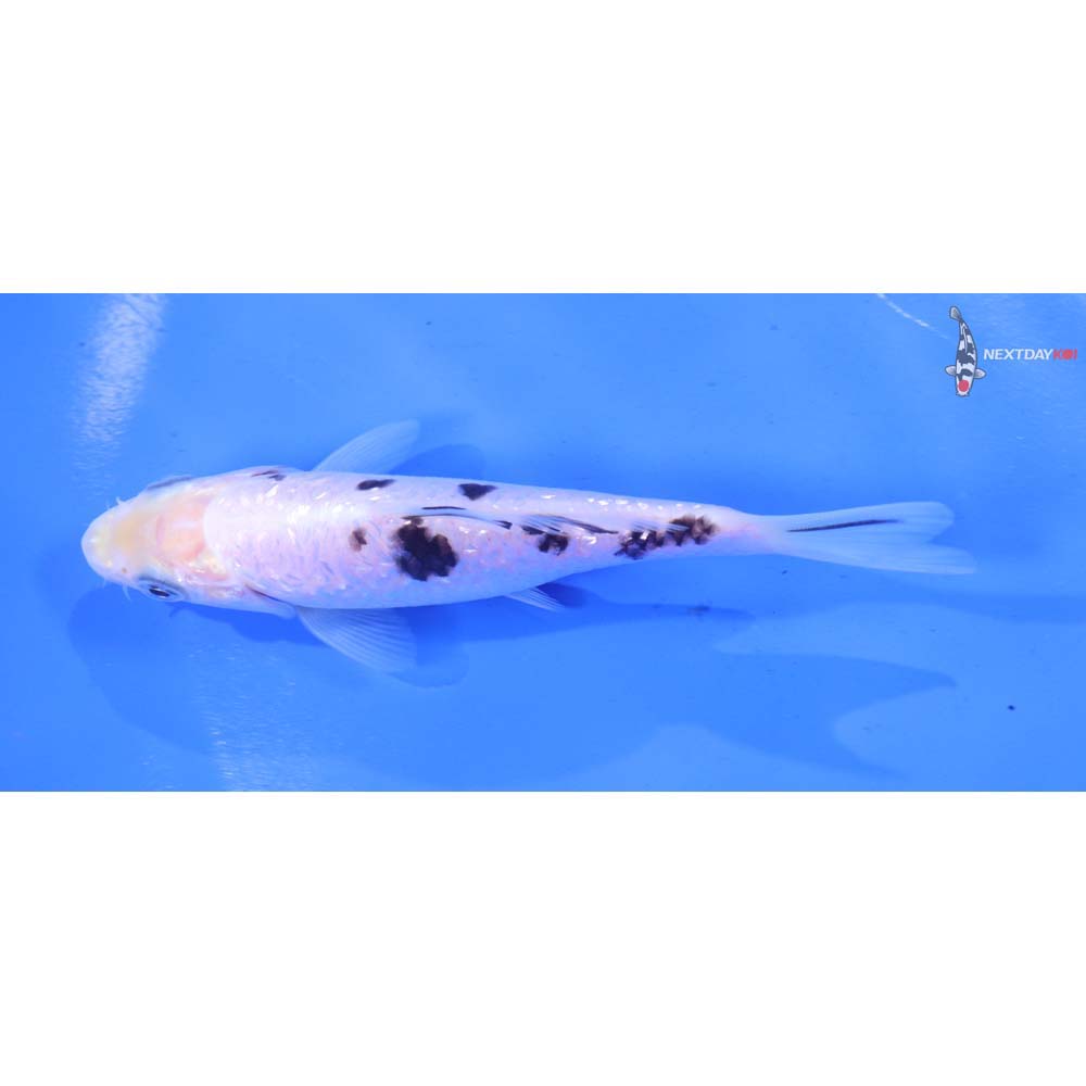 4.5” Imported Gin Rin Shiro Bekko