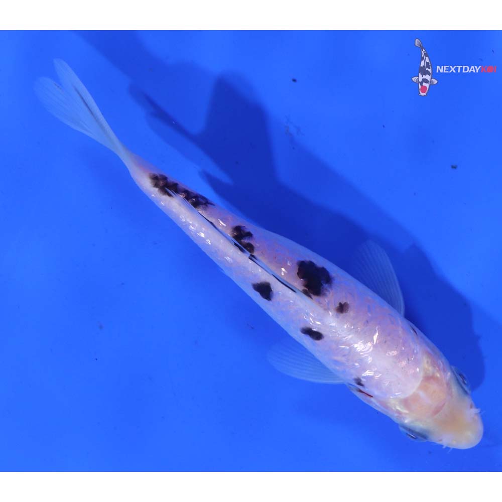 4.5” Imported Gin Rin Shiro Bekko