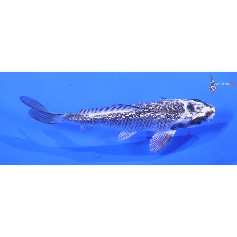 4.5” Imported Gin Rin Gin Matsuba