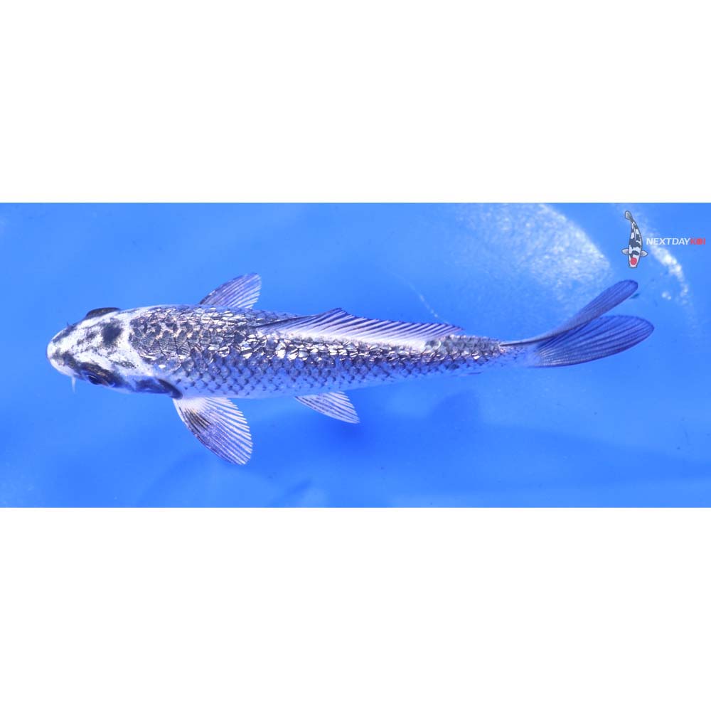 4.5” Imported Gin Rin Gin Matsuba