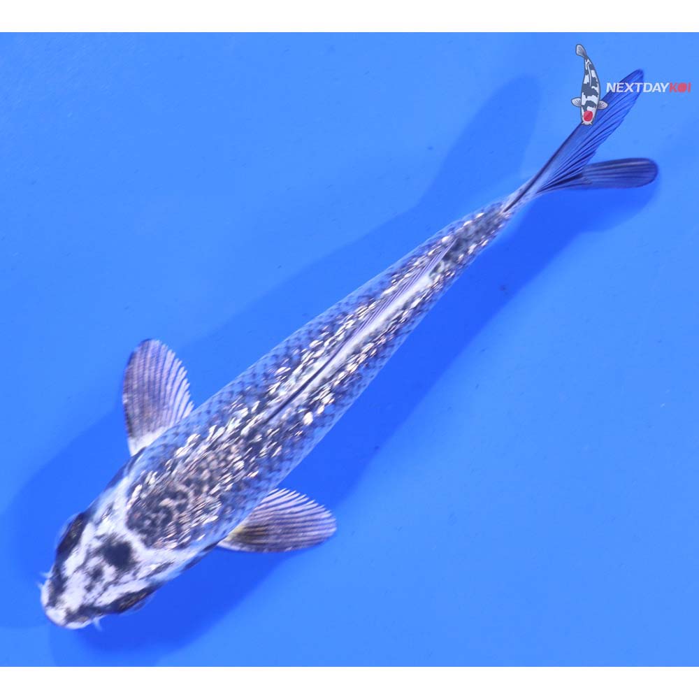 4.5” Imported Gin Rin Gin Matsuba